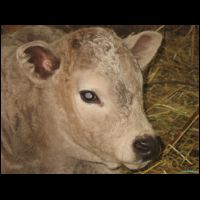 novy krasavec - 50% hosltyn a 50% charolais.JPG